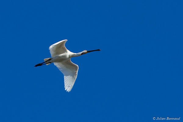 Spatule blanche — Platalea leucorodia Linnaeus, 1758, (adulte) (réserve ornithologique du Teich (33), France, le 24/01/2018)