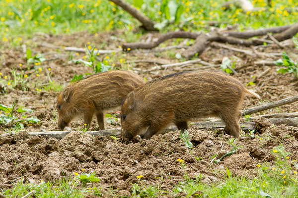 Sanglier — Sus scrofa Linnaeus, 1758, (La Ferme aux Cerfs, Le Houga (32), France, le 10/05/2023)