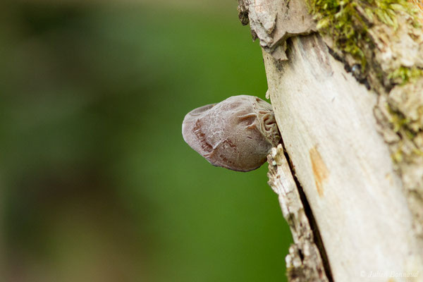 Oreille de Judas (Auricularia auricula-judae) (Bordes (64), France, le 10/04/2018)