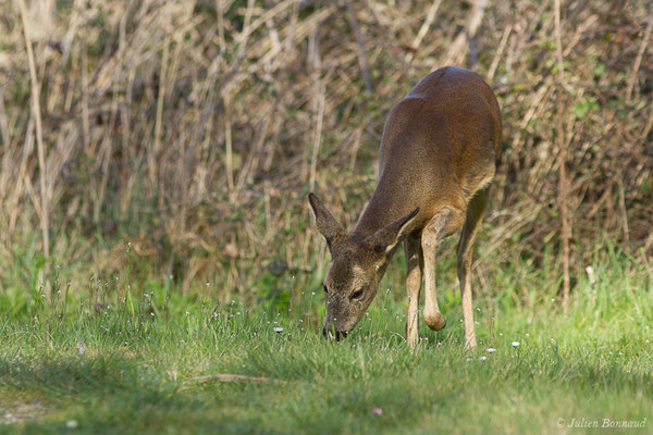 Chevreuil européen – Capreolus capreolus (Linnaeus, 1758), (Braud-et-Saint-Louis (33), le 06/03/2018)