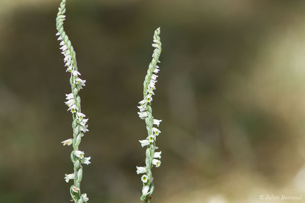 Spiranthe d'automne ou Spiranthe spiralée — Spiranthes spiralis (L.) Chevall., 1827