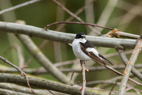 Gobemouche noir — Ficedula hypoleuca (Pallas, 1764), (Bordes (64), France, le 10/04/2018)