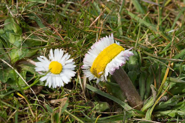 Pâquerette ou Pâquerette vivace — Bellis perennis L., 1753, (Braud-et-Saint-Louis (33), le 06/03/2018)