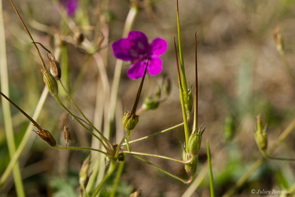 Érodium de Manescau ou Bec-de-grue de Manescaut — Erodium manescavii Coss., 1847, (Buzy (64), France, le 30/04/2020)