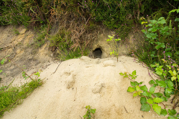 Lapin de garenne — Oryctolagus cuniculus (Linnaeus, 1758)