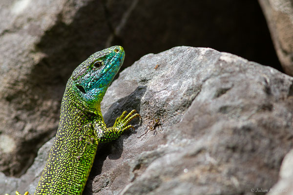 Lézard à deux raies — Lacerta bilineata Daudin, 1802, (Urdos (64), France, le 13/05/2024)