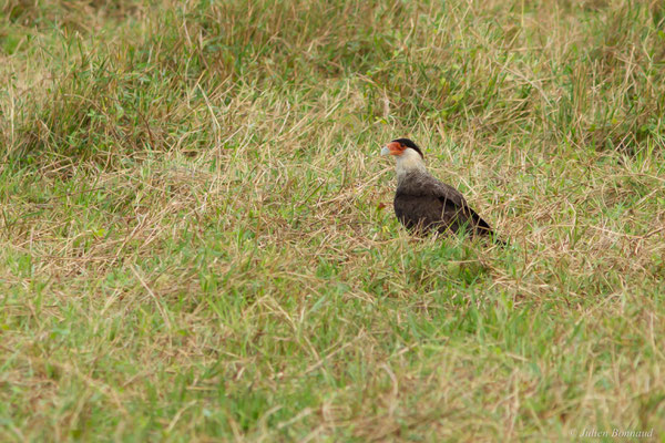 Caracara du Nord — Caracara plancus (Miller, 1777), (Montsinéry, Guyane, le 02/08/2016)