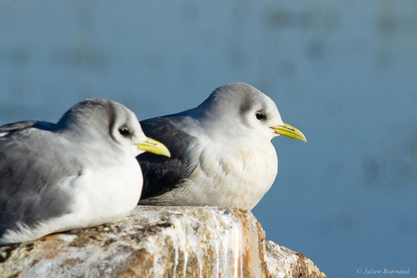 Mouette tridactyle — Rissa tridactyla (Linnaeus, 1758), (Guiche (64), France, le 10/12/2022)