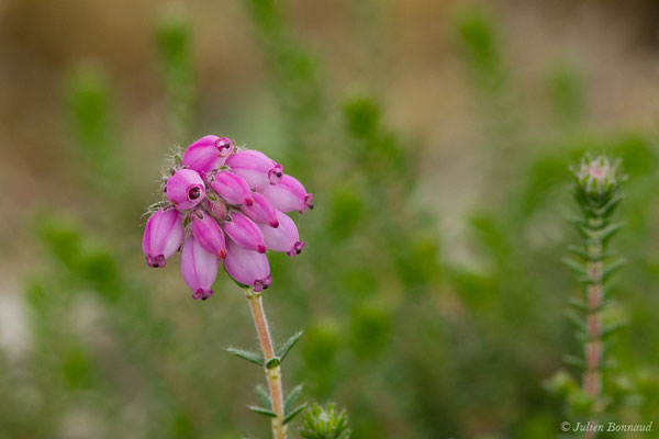 Bruyère à quatre angles — Erica tetralix L., 1753, (Lacq (64), France, le 02/05/2019)