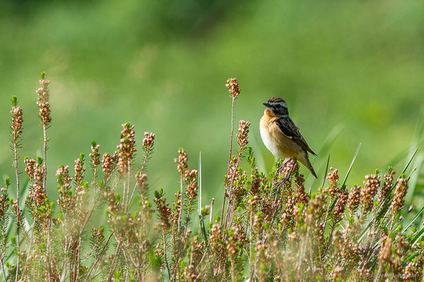 Tarier des prés — Saxicola rubetra (Linnaeus, 1758), (station de ski de Gourette, Eaux-Bonnes (64), France, le 27/05/2022)
