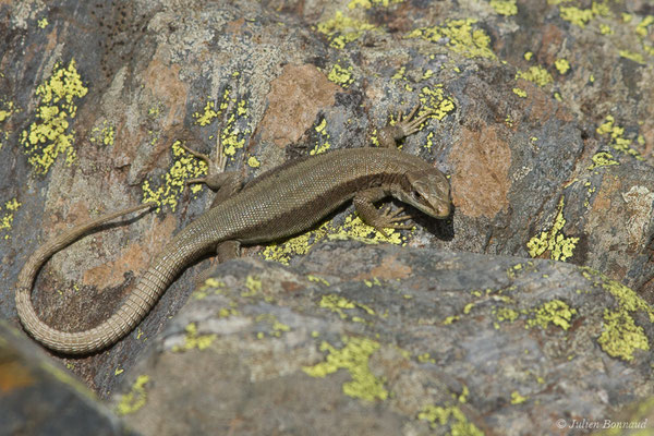 Lézard de Bonnal — Iberolacerta bonnali (Lantz, 1927)