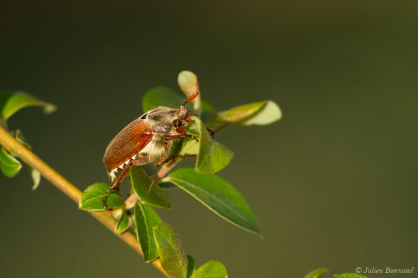 hanneton commun (Melontha melolontha) (Ger (64), France, le 18/04/2018)