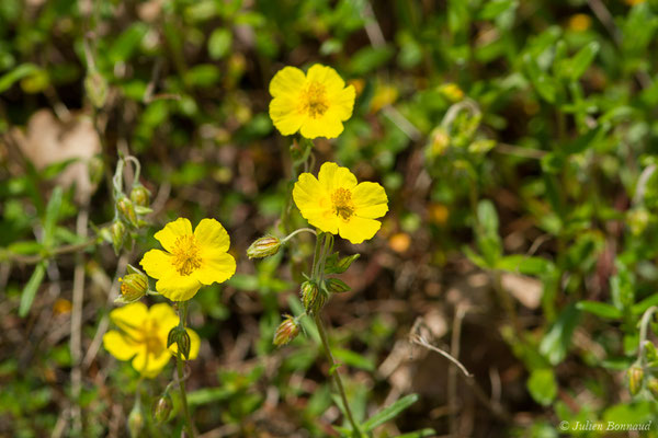 Hélianthème commun — Helianthemum nummularium (L.) Mill., 1768, (Pihourc, Saint-Godens (31), France, le 21/05/2018)