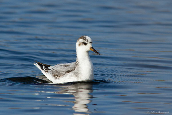Phalarope à bec large — Phalaropus fulicarius (Linnaeus, 1758), (Capbreton (40), France, le 02/12/2022)