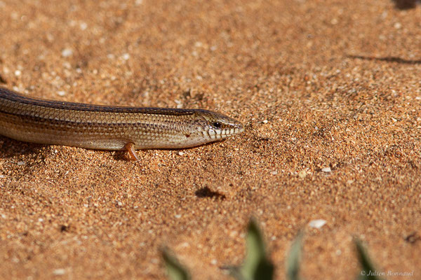 Seps mionecton — Chalcides mionecton (Boettger, 1874)