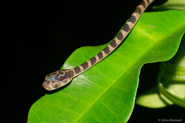 Imantode à nuque tatouée — Imantodes cenchoa (Linnaeus, 1758), (juvénile), (Sentier de la Mirande, Matoury, Guyane, le 09/07/2015)