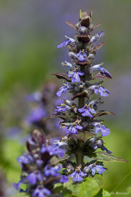 Bugle rampante — Ajuga reptans L., 1753, (Anglet (64), France, le 06/04/2018) 