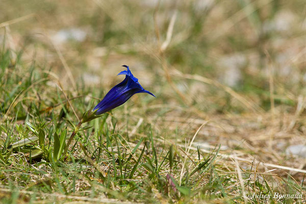 Gentiane occidentale — Gentiana occidentalis Jakow., 1899, (Etsaut (64), France, le 22/04/2021)