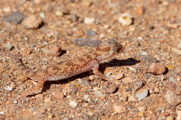 Sténodactyle de Maurétanie — Stenodactylus mauritanicus Guichenot, 1850