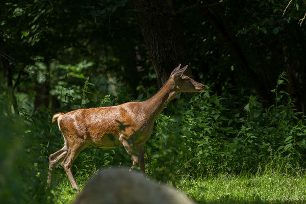 Cerf élaphe – Cervus elaphus Linnaeus, 1758, (Hameau du Plan, Saint-Béat (31), France, le 14/06/2018)