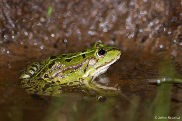 Grenouille verte ou Grenouille commune — Pelophylax kl. esculentus (Linnaeus, 1758)
