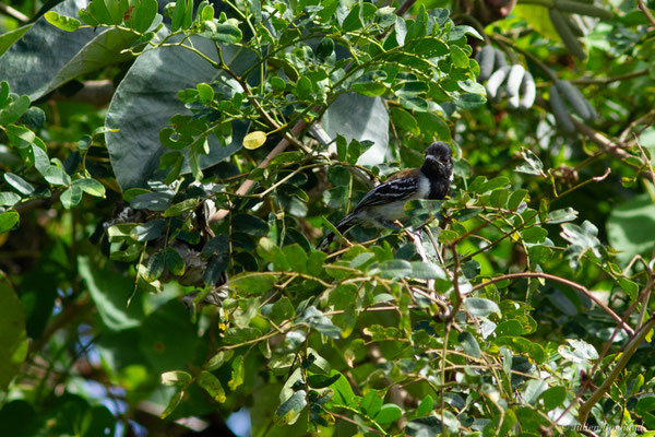 Batara huppé — Sakesphorus canadensis (Linnaeus, 1766), (Mana, Guyane, le 19/08/2016)