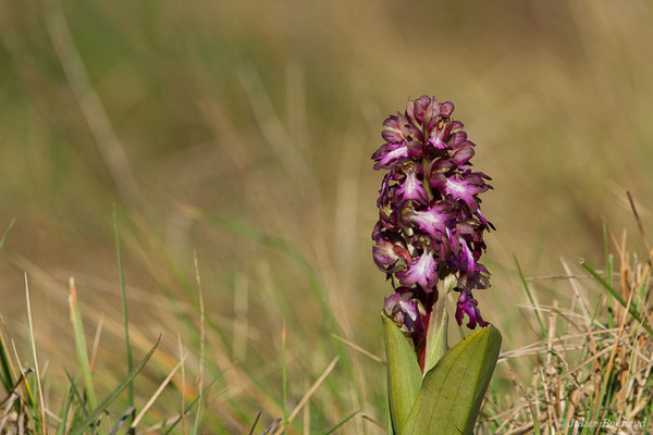 Orchis géant — Himantoglossum robertianum (Loisel.) P.Delforge, 1999