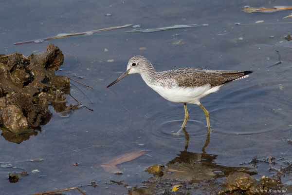 Chevalier aboyeur — Tringa nebularia (Gunnerus, 1767), (Parc écologique de Plaiaundi, Irun (Pays basque), Espagne, le 11/11/2025)
