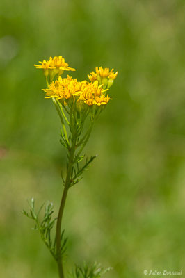 Séneçon à feuille d’adonis — Jacobaea adonidifolia (Loisel.) Mérat, 1812, (lac d'Ayous, Laruns (64), France, le 13/07/2019)