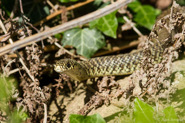 Couleuvre verte et jaune — Hierophis viridiflavus (Lacepède, 1789), (adulte) (Adé (65), France, le 20/05/2021)