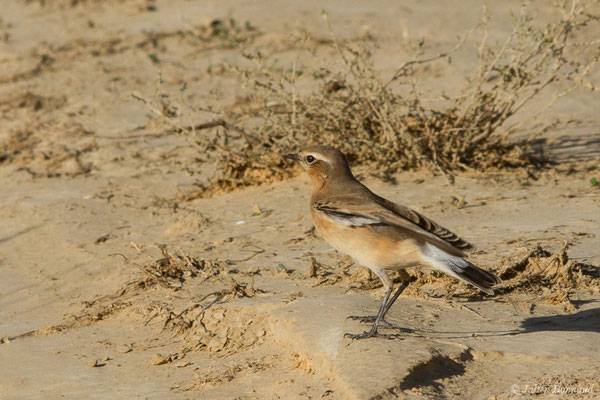 Traquet motteux — Oenanthe oenanthe (Linnaeus, 1758), (Bardenas Real, Tudela (Aragon), Espagne, le 30/09/2021)