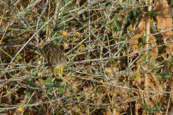 Serin cini — Serinus serinus (Linnaeus, 1766), (Salamanque (Castille-et-León), Espagne, le 07/09/2018)