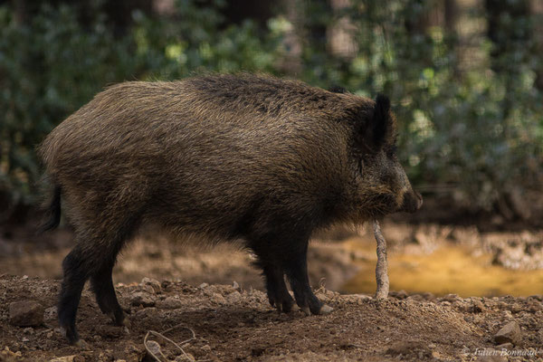 Sanglier — Sus scrofa Linnaeus, 1758, (Parc faunistique Lacuniacha, Huesca, Espagne, le 09/02/2020)