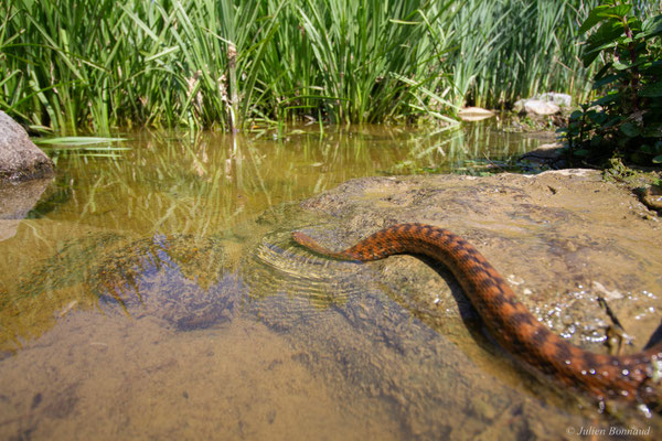 Couleuvre vipérine — Natrix maura (Linnaeus, 1758)