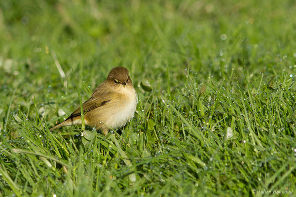 Pouillot véloce — Phylloscopus collybita (Vieillot, 1817), (Saligue d'Artix (64), France, le 05/01/2019)
