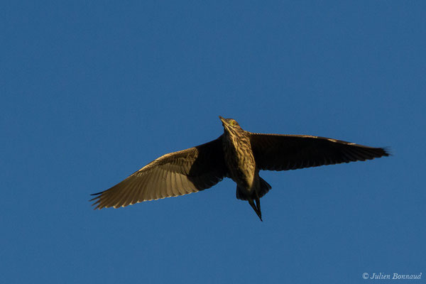 Bihoreau gris — Nycticorax nycticorax (Linnaeus, 1758)
