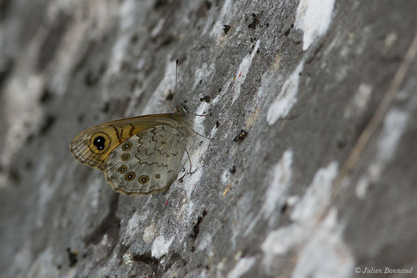 Mégère — Lasiommata megera (Linnaeus, 1767), (Le Bastan de Sers, Sers (65), France, le 29/06/2018)