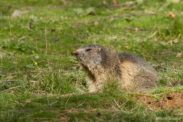 Marmotte des Alpes, Marmotte — Marmotta marmotta (Linnaeus, 1758)
