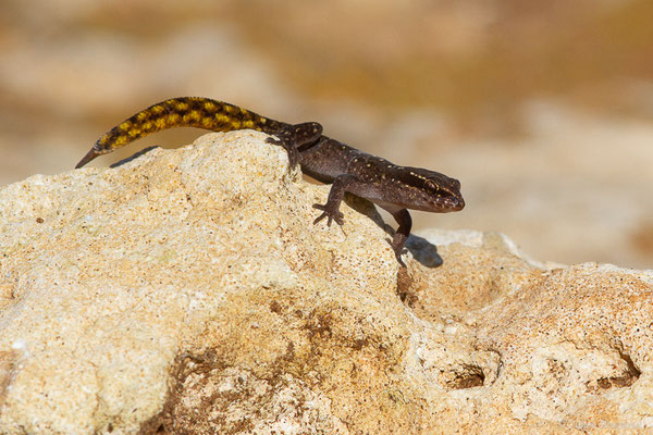 Saurodactyle de Brosset — Saurodactylus brosseti Bons & Pasteur, 1957