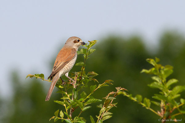 Pie-grièche écorcheur — Lanius collurio Linnaeus, 1758, (Huos (31), France, le 27/05/2024)