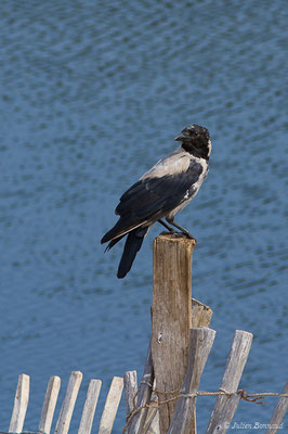 Corneille mantelée — Corvus cornix Linnaeus, 1758, (Ajaccio (2A), France, le 01/09/2019)