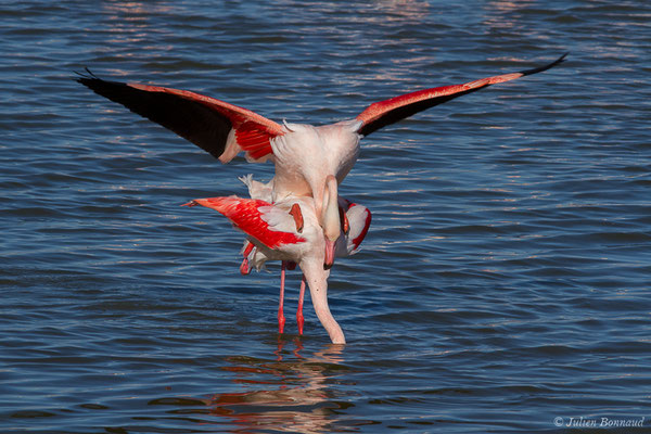 Flamant rose – Phoenicopterus roseus Pallas, 1811, (Parc ornithologique de Pont de Gau (13), France, le 20/02/2020)