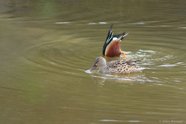 Canard souchet — Anas clypeata (Linnaeus, 1758)