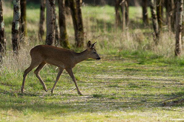 Chevreuil européen – Capreolus capreolus (Linnaeus, 1758), (Braud-et-Saint-Louis (33), le 06/03/2018)