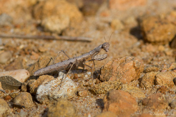 Mante terrestre — Geomantis larvoides Pantel, 1896, (Vila do Bispo, (Algarve), Portugal, le 31/08/2018)