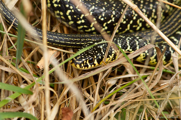 Couleuvre verte et jaune — Hierophis viridiflavus (Lacepède, 1789)