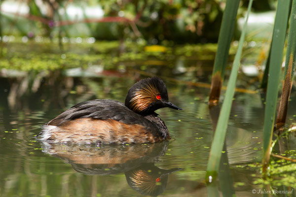 Grèbe à cou noir — Podiceps nigricollis Brehm, CL, 1831, (adulte en plumage nuptial) (parc animalier des Pyrénées, France, le 15/07/2018)