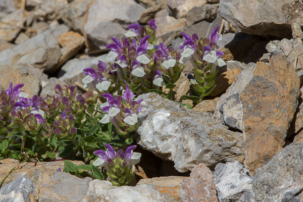 Scutellaire des Alpes (Scutellaria alpina) (Col du Pourtalet, Laruns (64), France, le 06/07/2019)