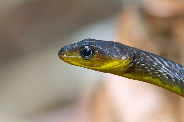 Couleuvre soulignée — Chironius exoletus (Linnaeus, 1758), (Guyane)