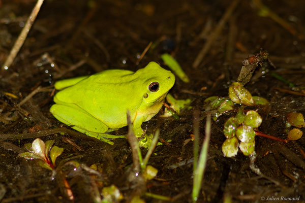Rainette méridionale — Hyla meridionalis Böttger, 1874